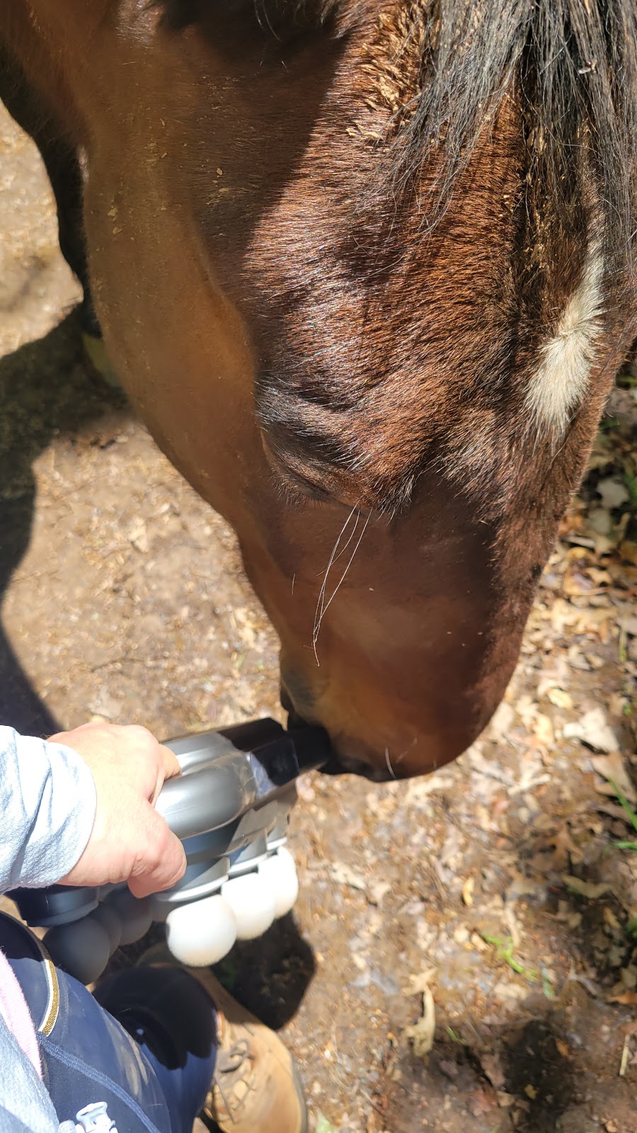 K.Olsen Equine Bodywork | 20 Dog Rocks Rd, Black Springs NSW 2787, Australia | Phone: 0438 510 413