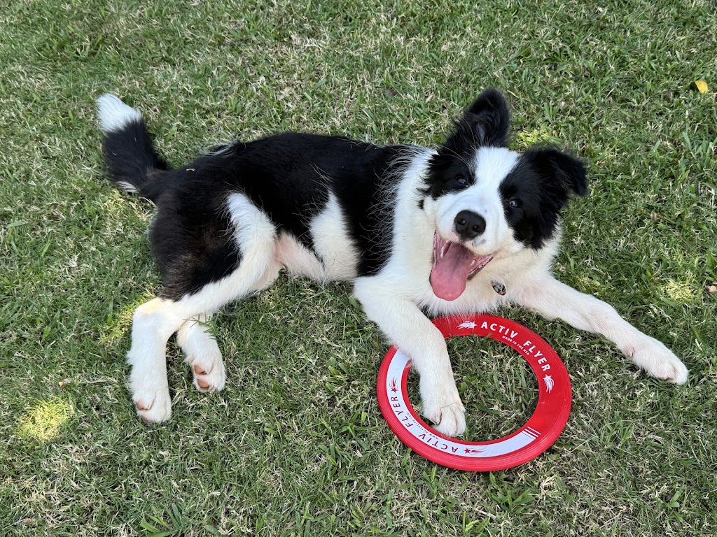 OliveGrove Estate Border Collies | 210 Inglewood Rd, Muscle Creek NSW 2333, Australia | Phone: 0427 530 955