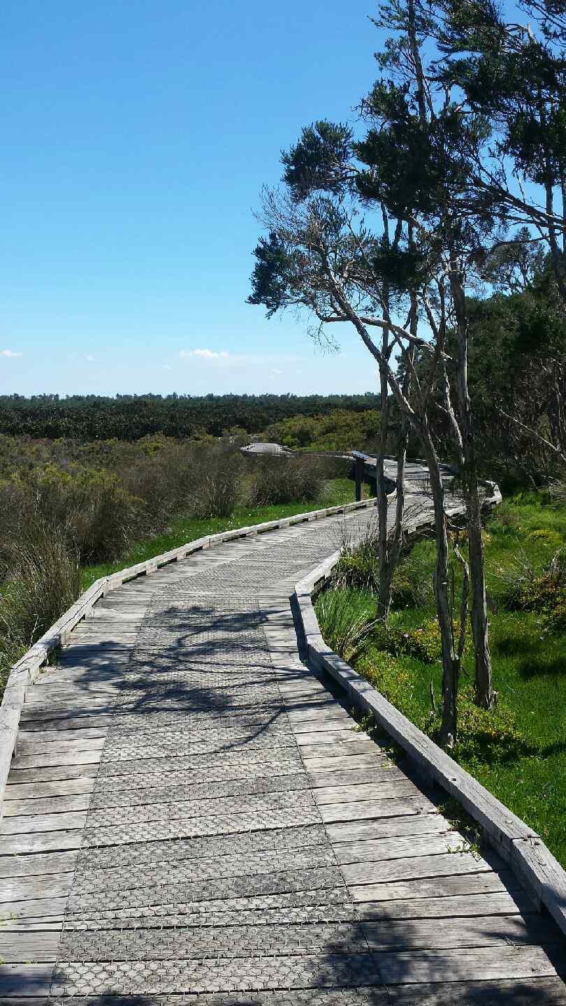 Conservation Hill Reserve | park | 411 Cowes-Rhyll Rd, Rhyll VIC 3923, Australia