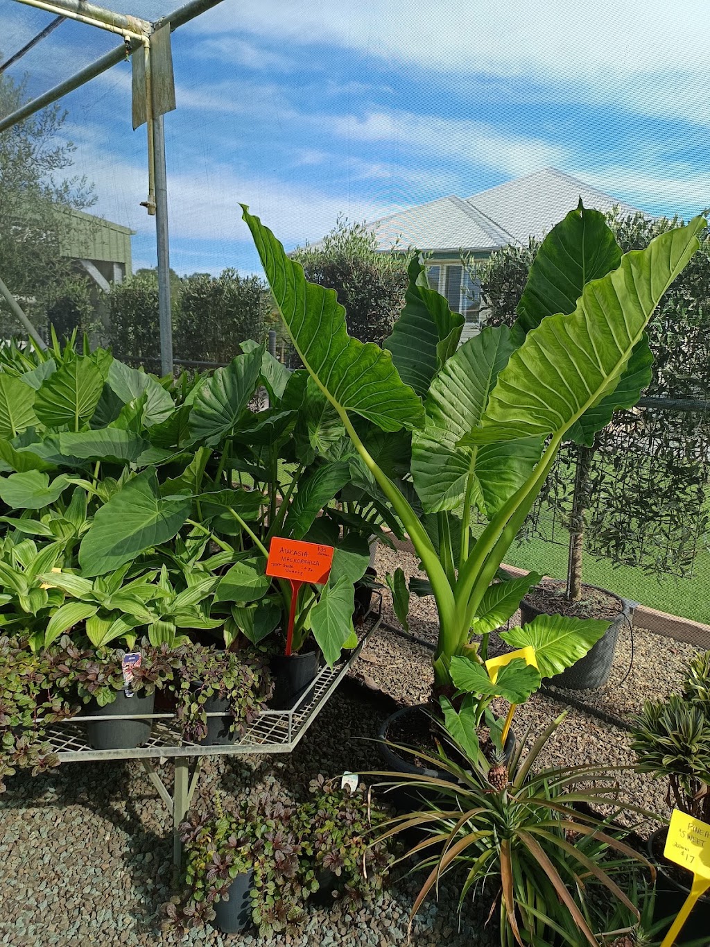 Rutters Road Nursery -Wholesale Only | 196 Rutters Rd, Elimbah QLD 4516, Australia | Phone: 0416 122 857