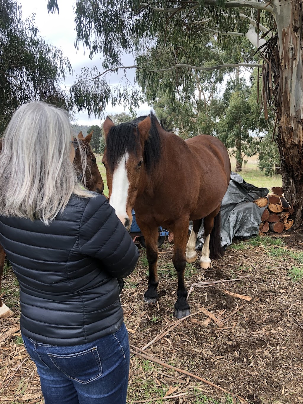 Heart of the Horse- Working with Horses helping people to heal | 275 Zig Zag Rd, Drummond North VIC 3446, Australia | Phone: 0415 288 438