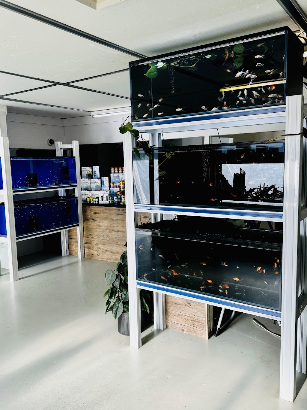 Freshwater Aquariums & Pets | 16 Longfield St, Stawell VIC 3380, Australia | Phone: 0400 927 762