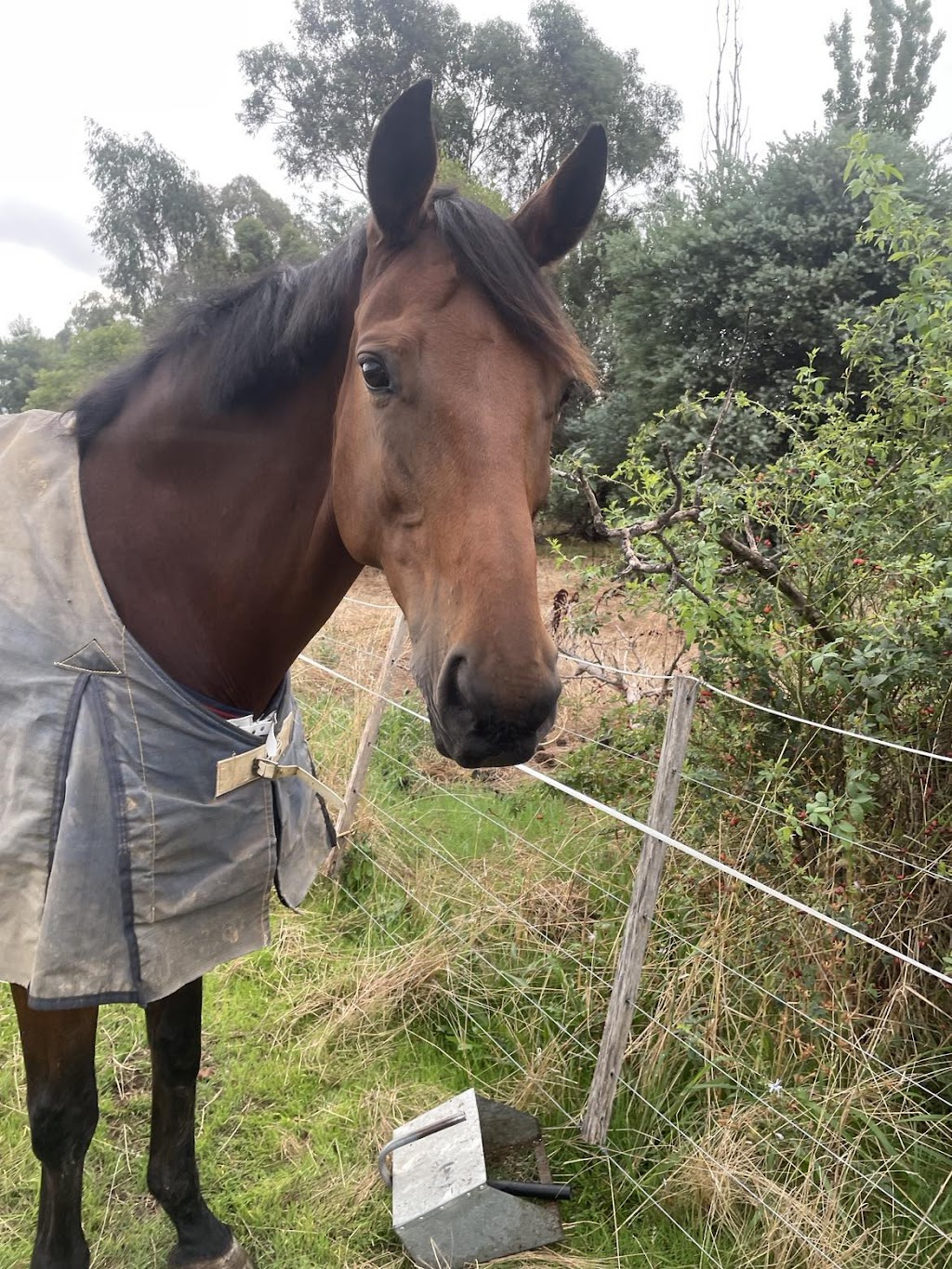 Horses Healing Us | Moora Moora, 93 Howards Ln, Kyabram VIC 3620, Australia | Phone: 0411 576 676