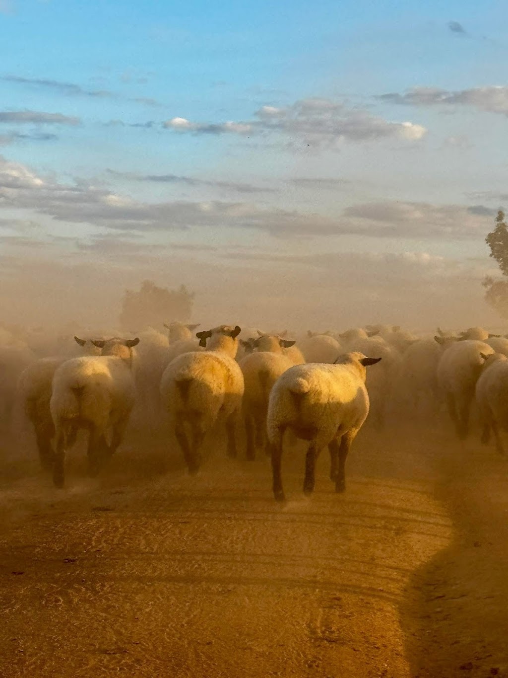 Mimjack Hampshire Down Stud | Greenvale/911 Loombah Rd, Yeoval NSW 2868, Australia | Phone: 0427 464 333