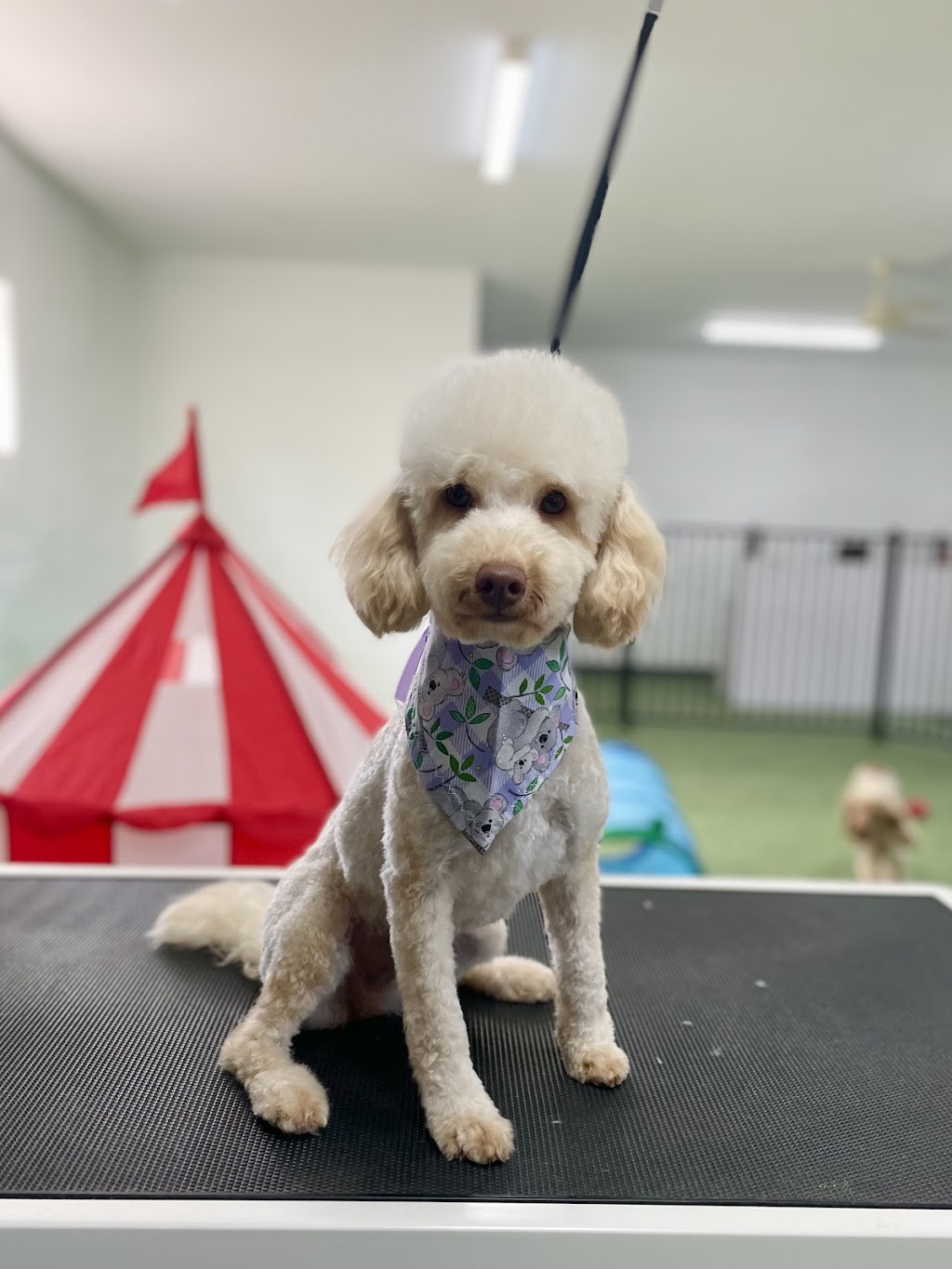 K9 Kulture Daycare and Spa | 15 Industrial Ave, Yeppoon QLD 4703, Australia | Phone: 0477 738 964