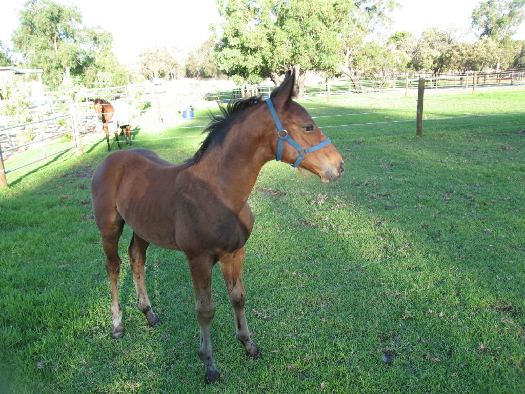 La Noir Stables and Dressage Stud | 146a Franklin Rd, Jandabup WA 6077, Australia | Phone: 0459 994 413