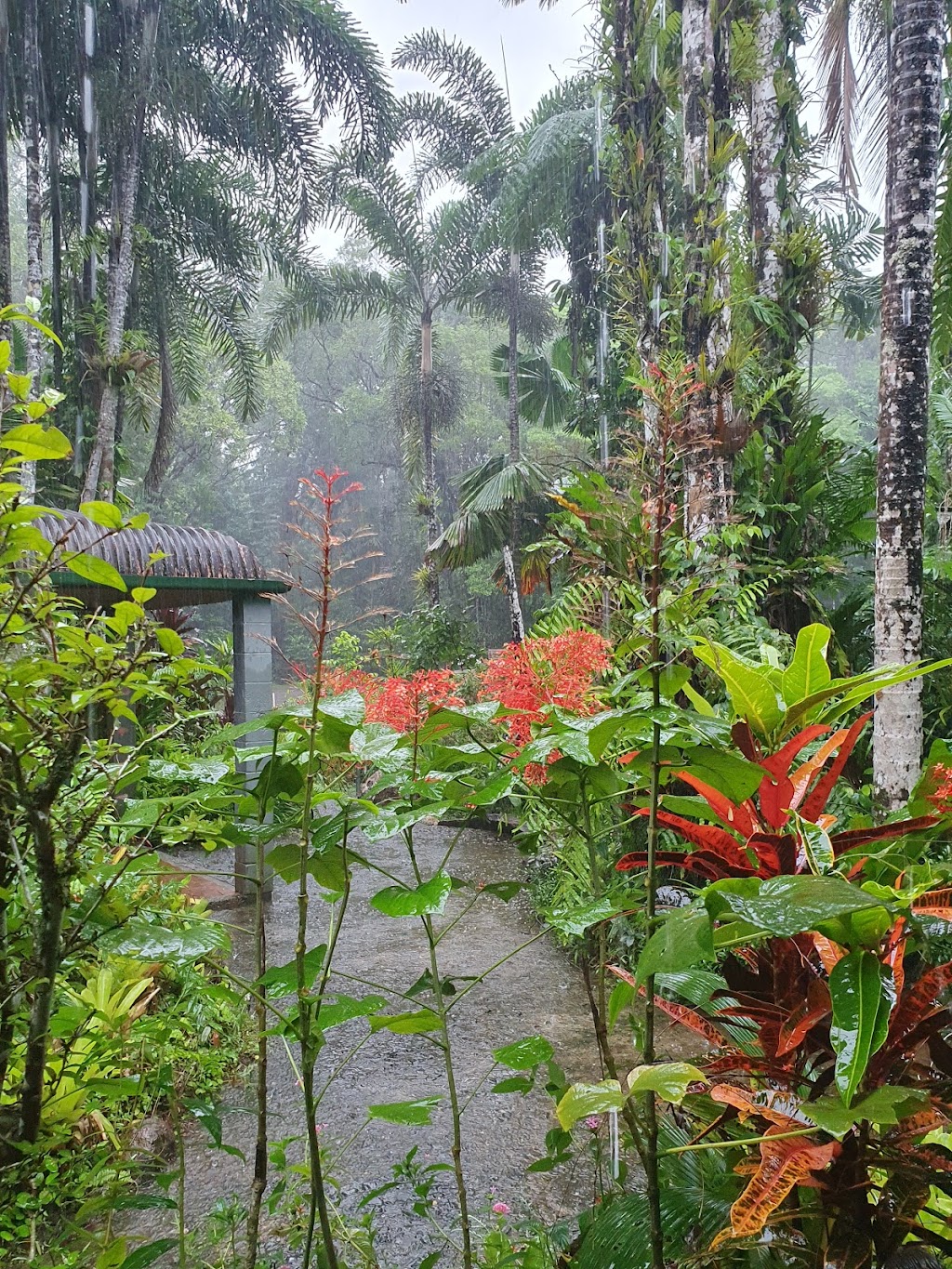 Floravilla Ice Cream Factory | tourist attraction | 335 Cape Tribulation Rd, Cow Bay QLD 4873, Australia | 0740989100 OR +61 7 4098 9100