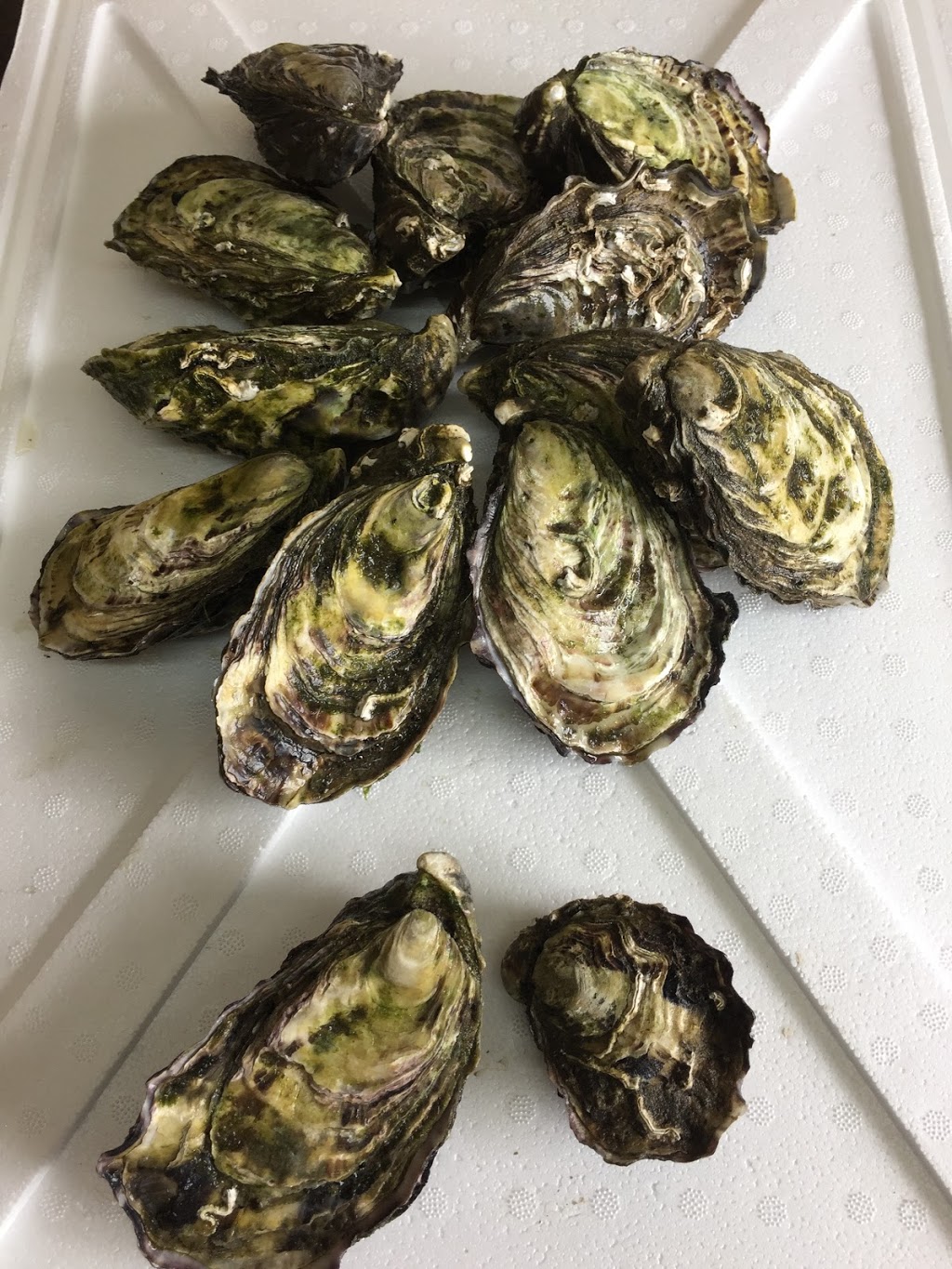 Tarkine Fresh Oysters | restaurant | 21/25 W Esplanade, Smithton TAS 7330, Australia | 0364522262 OR +61 3 6452 2262
