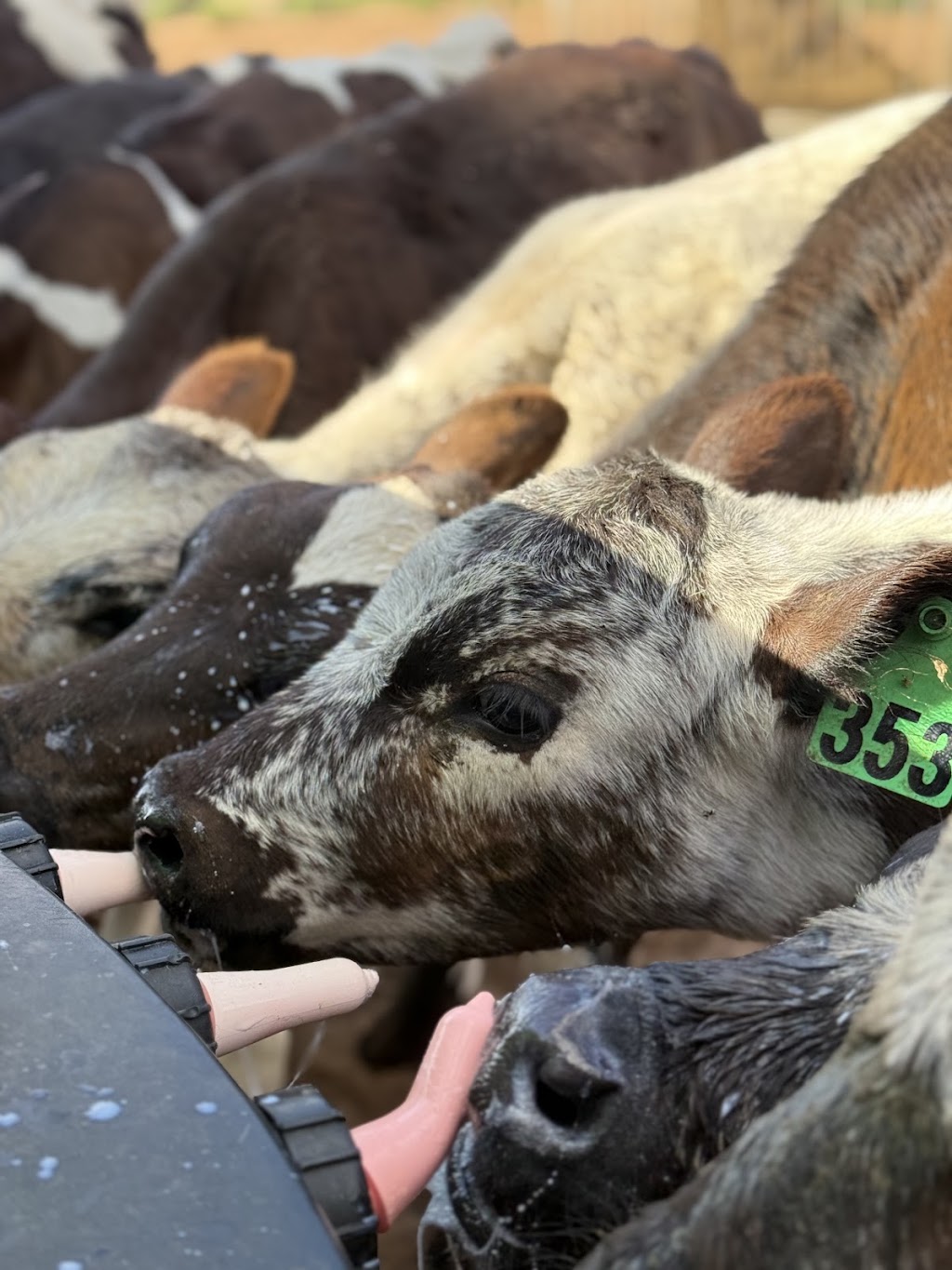 Dairy Adventures | 395 Belvedere Rd, Mannum SA 5238, Australia | Phone: 0499 007 672