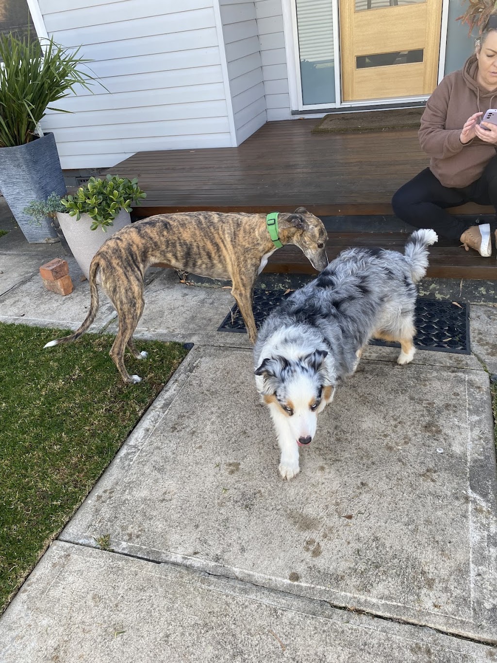 Sit, Stay, Succeed ! Dog training | Surrounding, Beechworth VIC 3747, Australia | Phone: 0468 840 675