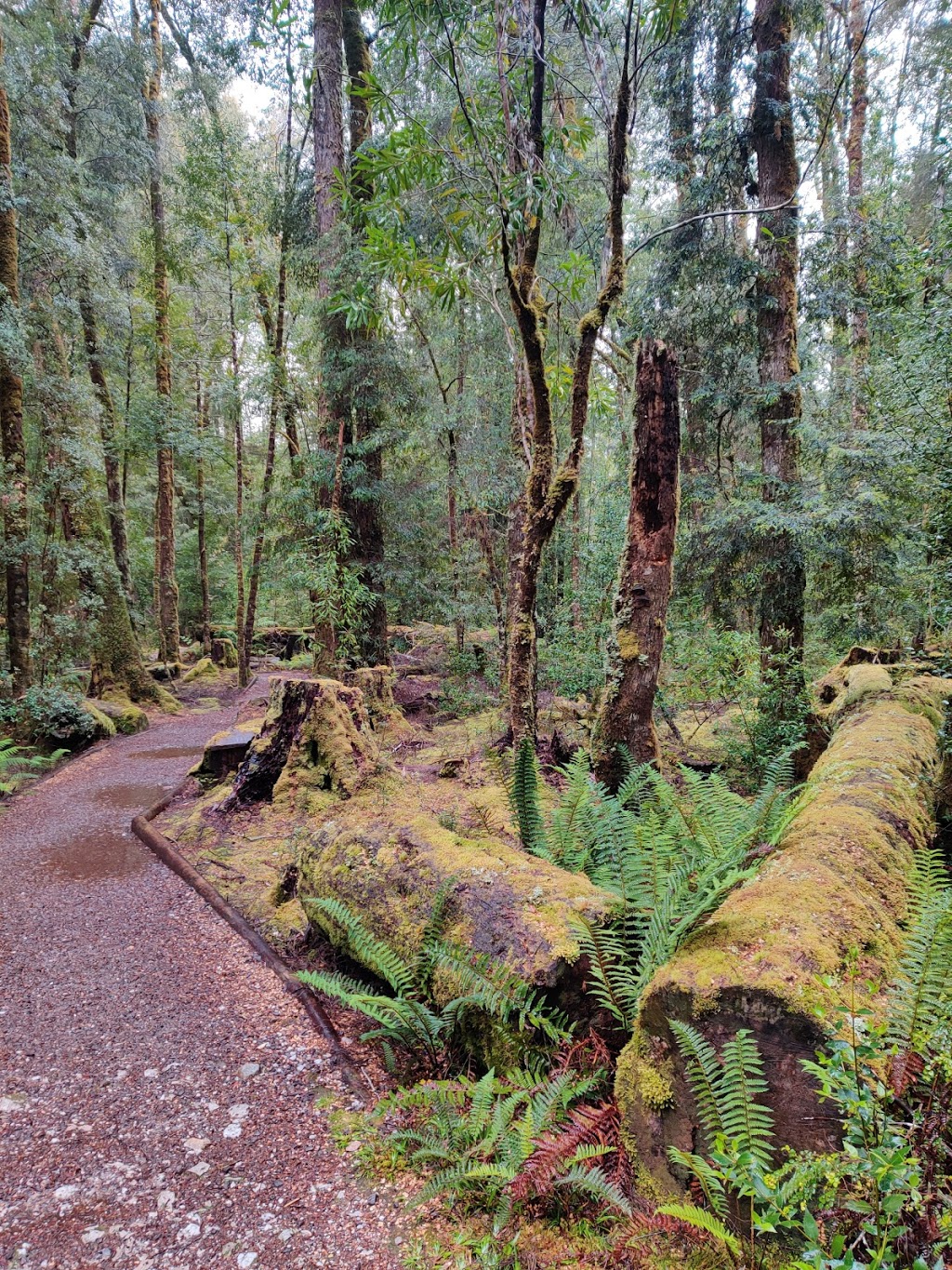 Franklin River Nature Trail Picnic Area | Franklin River Nature Trail, Southwest TAS 7139, Australia