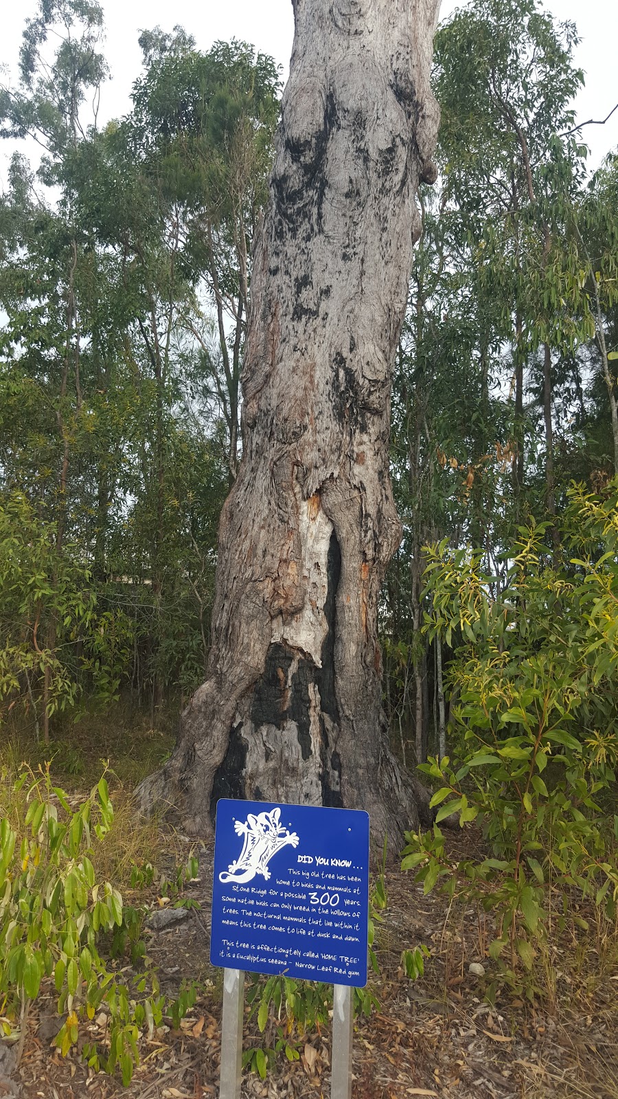 Stone Ridge Park | Narangba QLD 4504, Australia