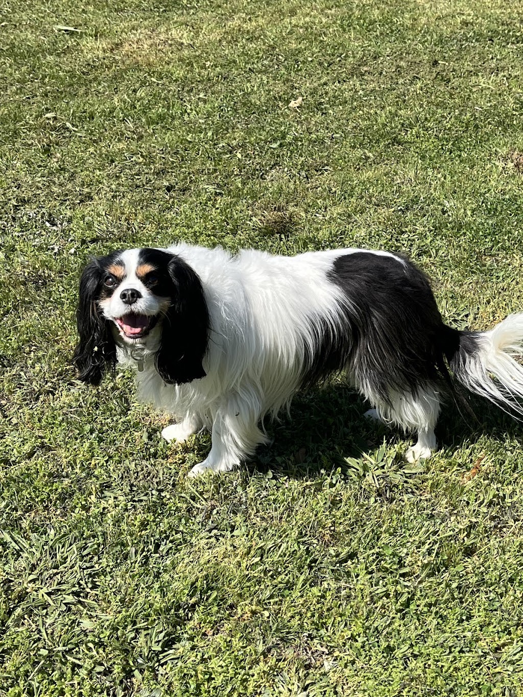 Cocobo paws 4 life | The Driftway, Richmond NSW 2753, Australia | Phone: 0404 824 906