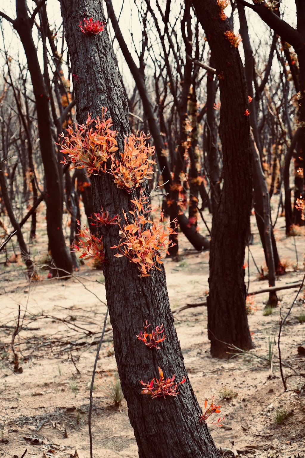 Bushfire BALance | Ford Rd, Emerald VIC 3782, Australia | Phone: 0425 850 965
