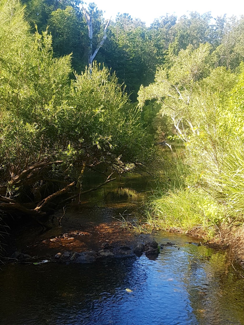 Imbil State Forest 1 | Queensland, Australia