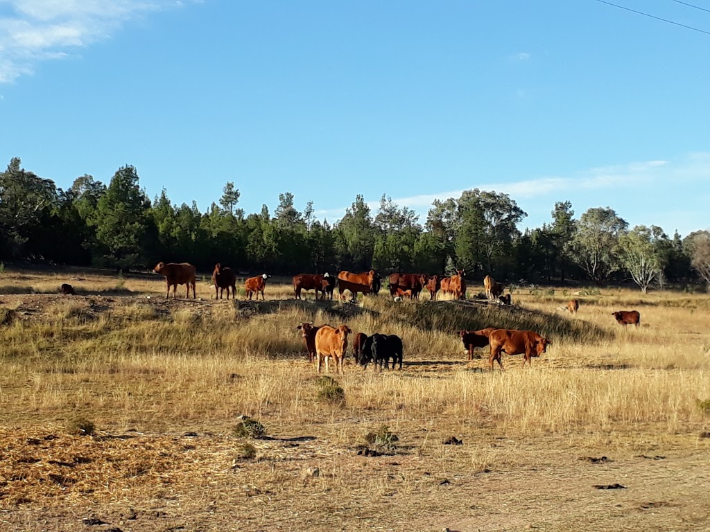 Homebush Farm | 274 Homebush Road, Greenup QLD 4387, Australia | Phone: 0437 818 301