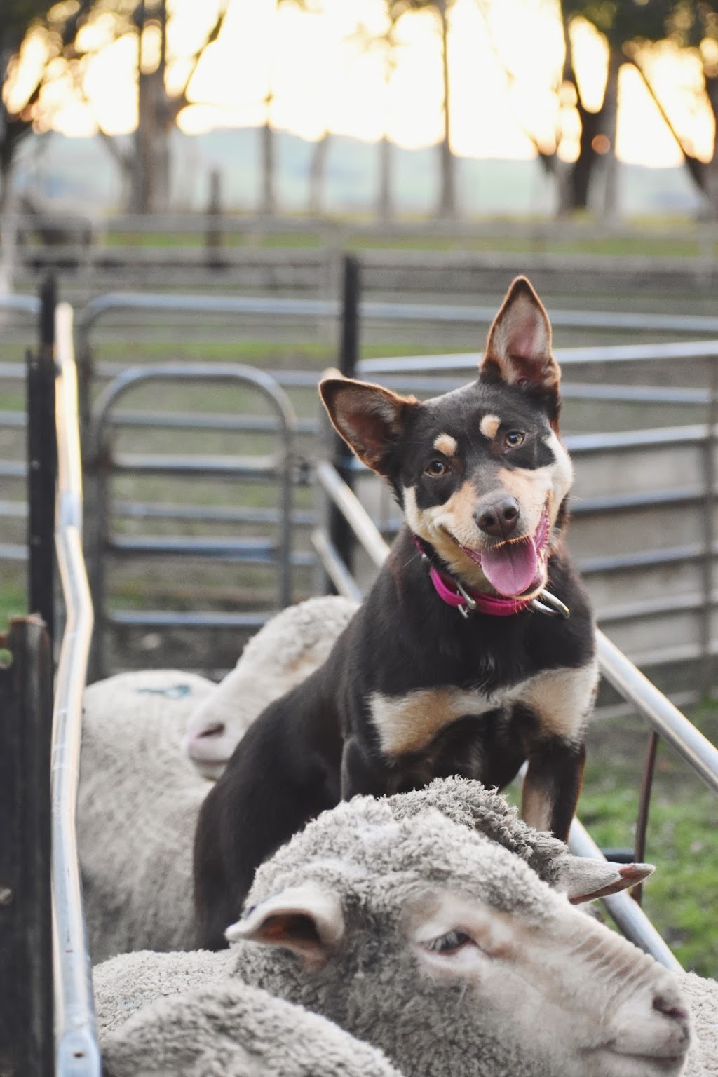 Wilderness Kelpies and Performance Horses | 1550 Casterton-Edenhope Rd, Wando Bridge VIC 3312, Australia | Phone: 0431 676 151