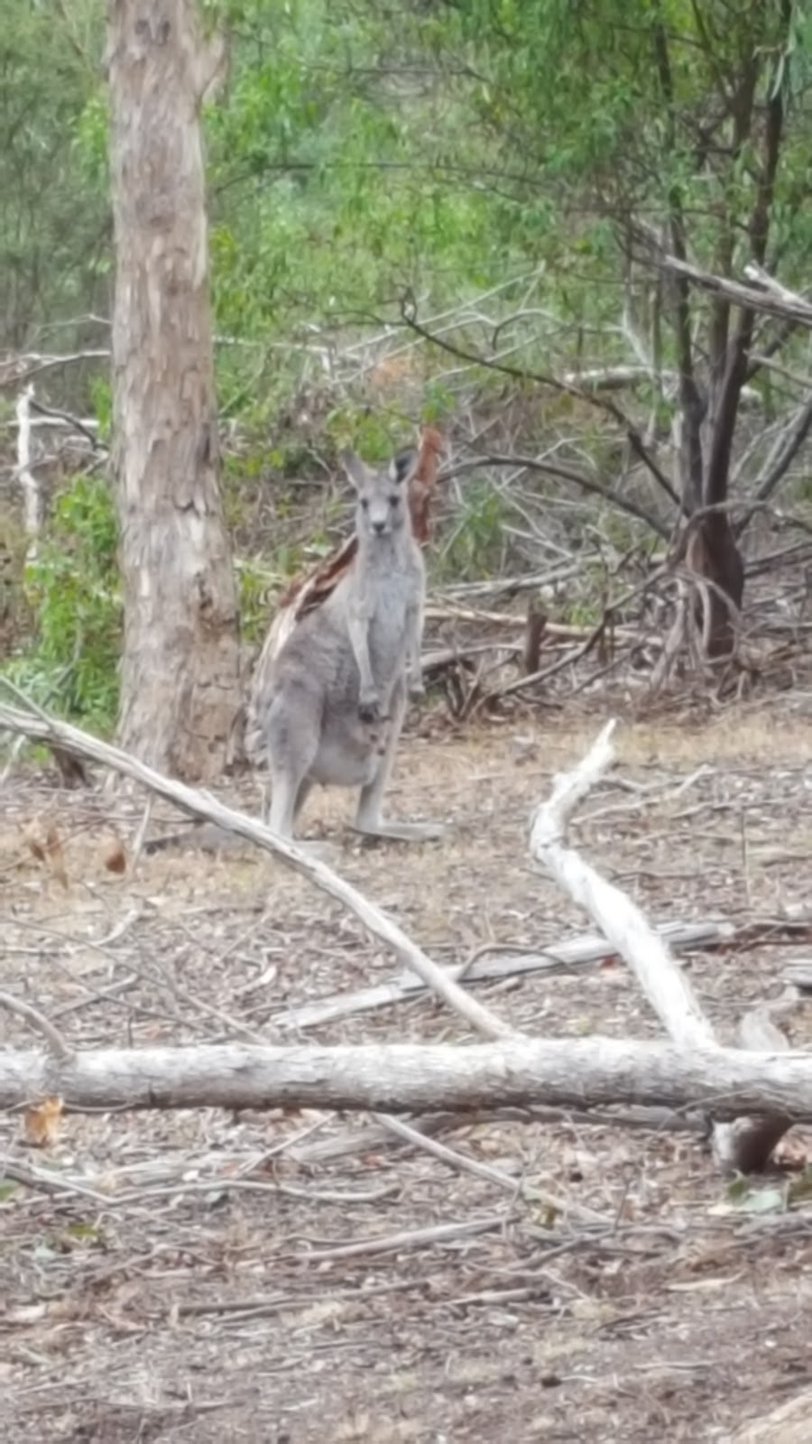 Currawong Bush Park | park | Reynolds Rd, Doncaster East VIC 3109, Australia