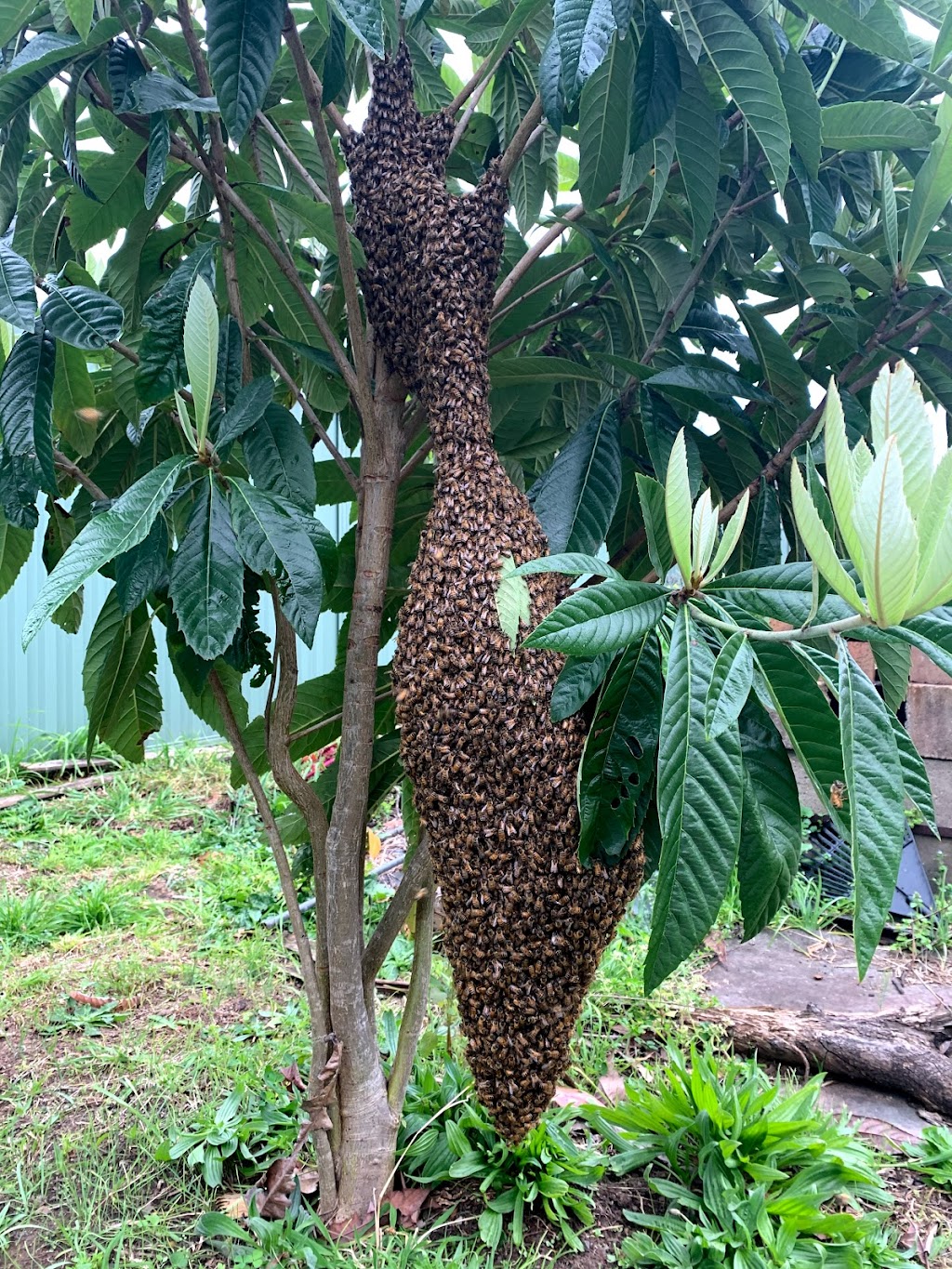 Bee swarm removal | food | 650 Twelfth Ave, Rossmore NSW 2557, Australia | 0404000540 OR +61 404 000 540
