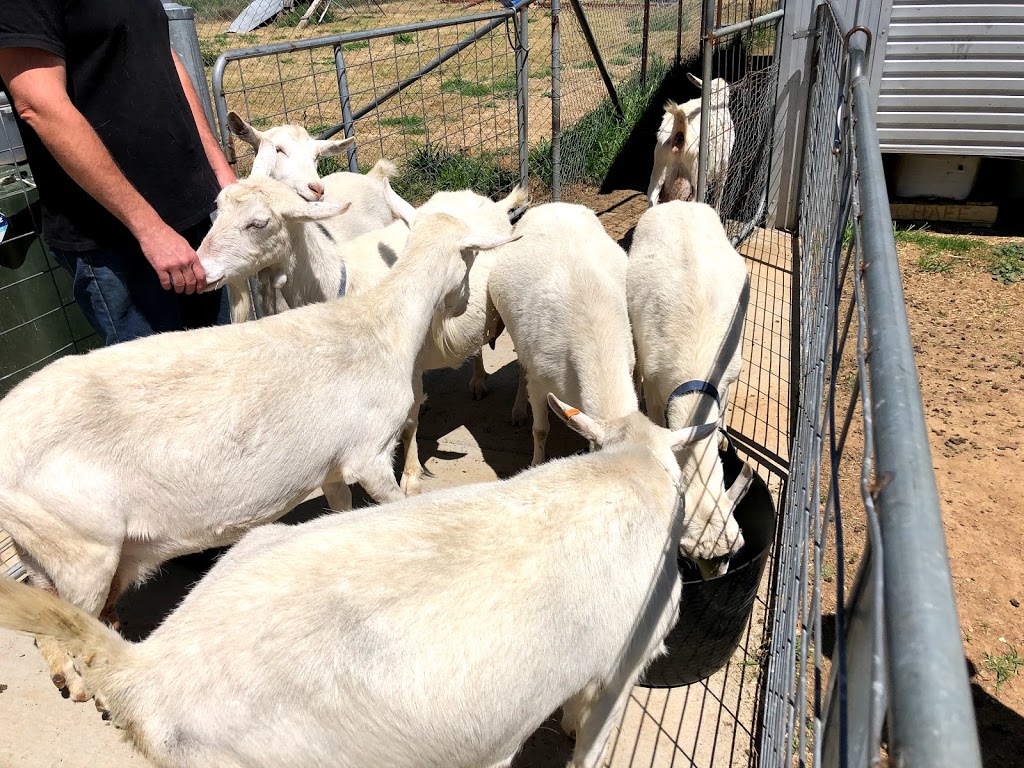 Sunhill Dairy Goats | food | 645 The Gap Rd, Uralla NSW 2358, Australia | 0416509295 OR +61 416 509 295