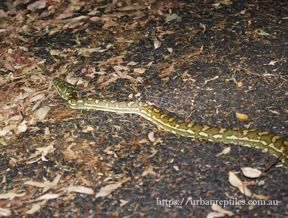 Urban Reptiles | 29 Woonalee St, Kenmore QLD 4069, Australia | Phone: 0419 443 466