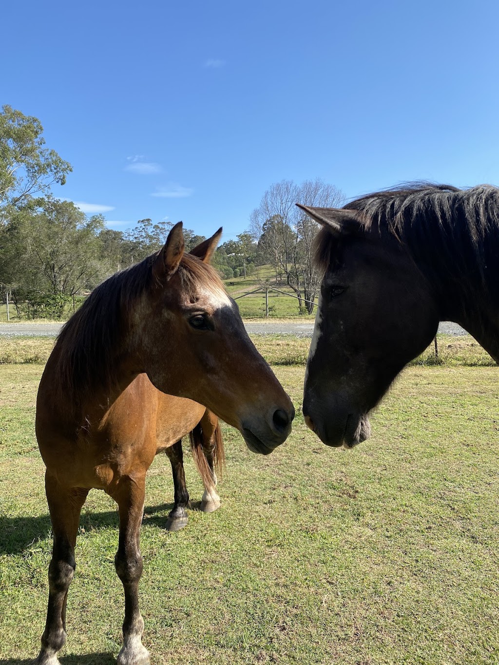 Helen Edwards - Physiotherapy - Equine Assisted Therapy | 1/29 Praise Mountain Rd, Narangba QLD 4504, Australia | Phone: 0414 847 403