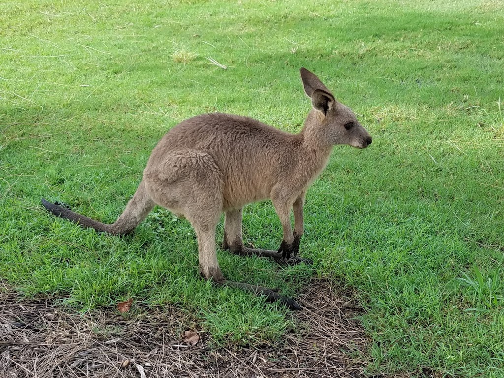 Gainsborough Greens Golf Course | 1 Halcyon Dr, Pimpama QLD 4209, Australia | Phone: (07) 5546 6003