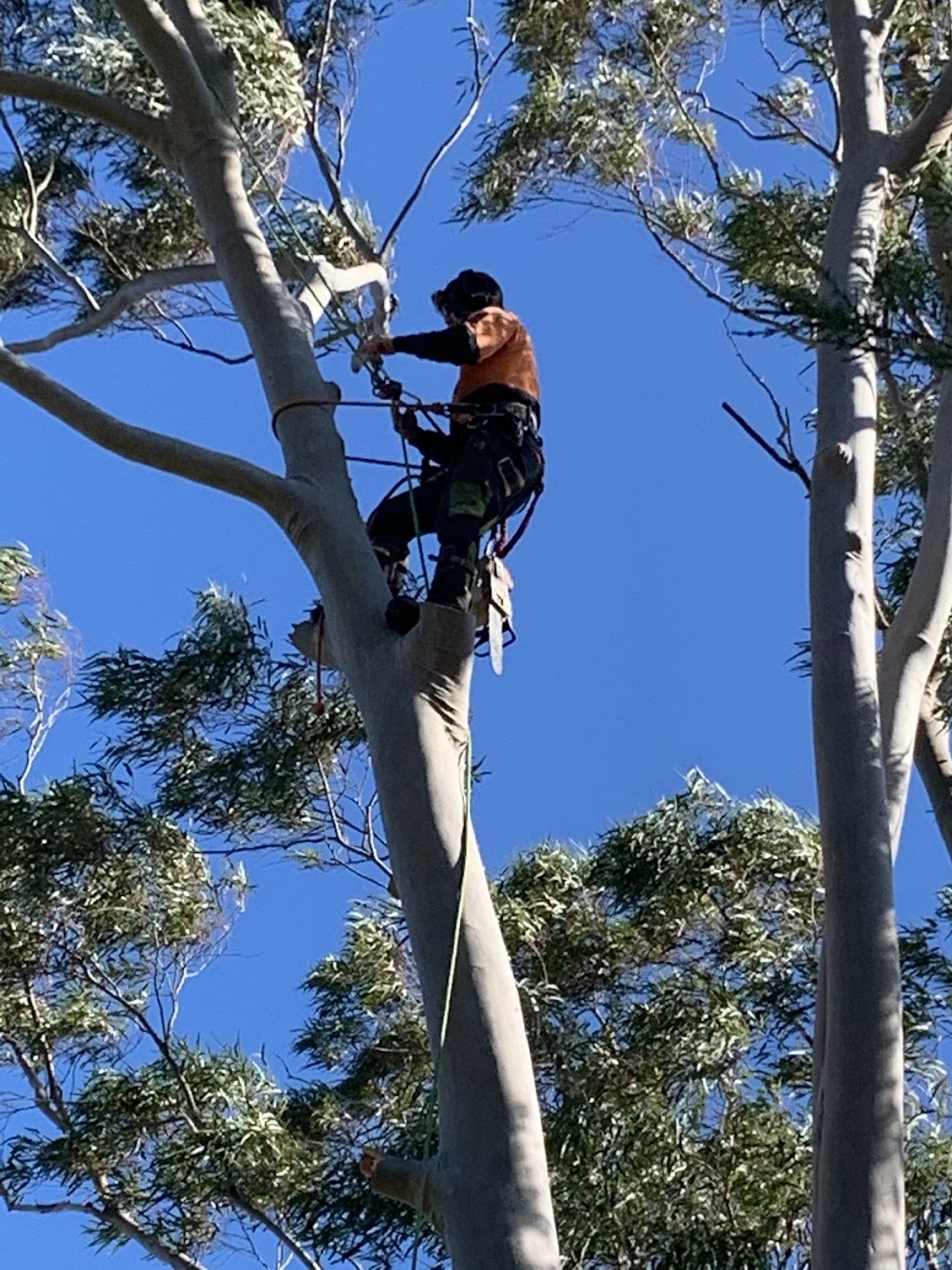 Bradleys Tree & Stump Removal |  | Unit 1/8 Jay Dr, Willunga SA 5172, Australia | 0419846584 OR +61 419 846 584