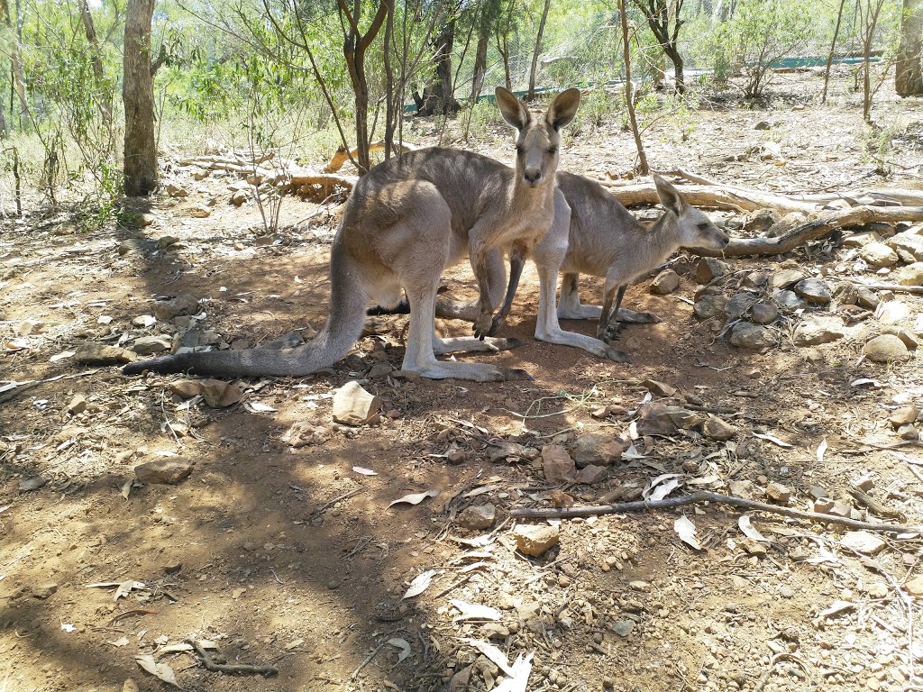 Marsupial Park | park | Endeavour Dr, East Tamworth NSW 2340, Australia | 0267675555 OR +61 2 6767 5555