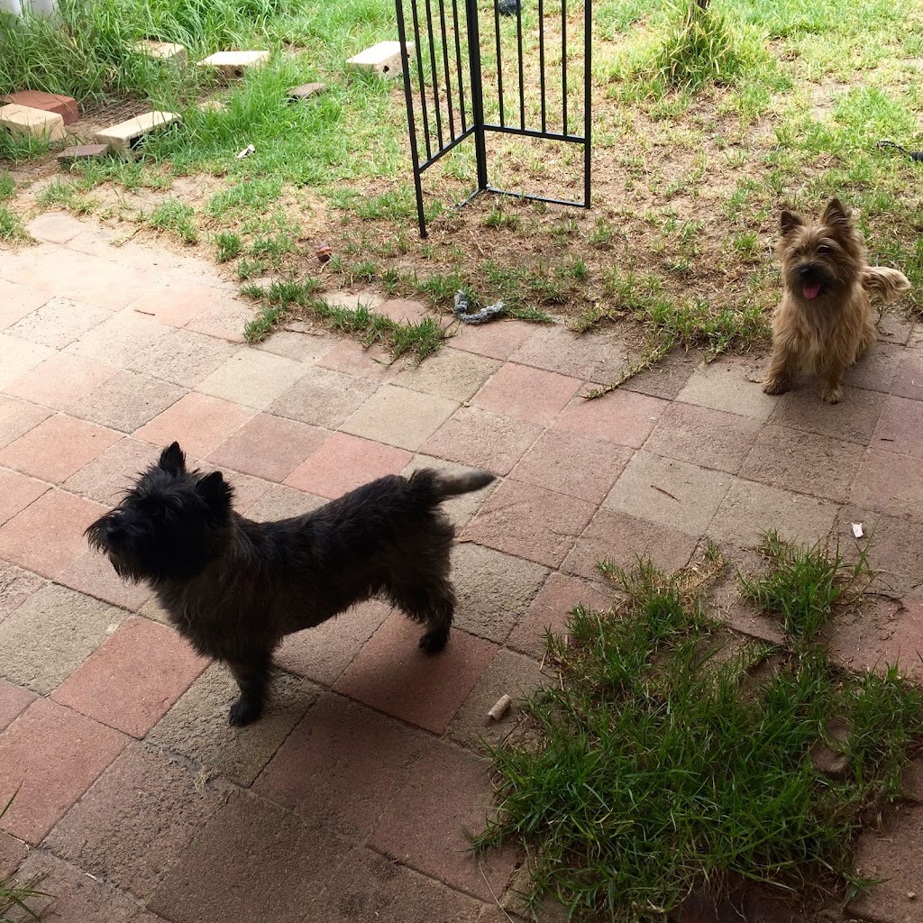 Highcroft Cairn Terriers - Boarding and Grooming |  | 81 Bush Rtt, Nambeelup WA 6207, Australia | 0414972837 OR +61 414 972 837