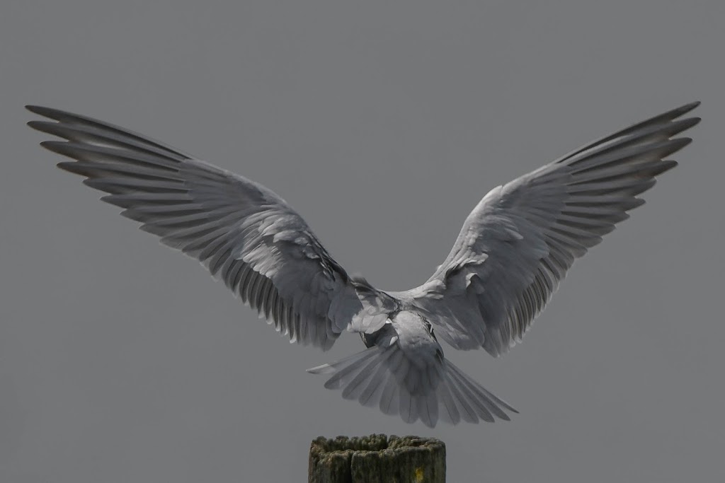 Colac Birder | 85 Sinclair St, Colac VIC 3250, Australia | Phone: 0410 556 592