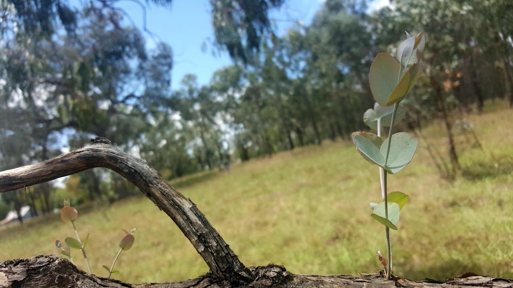 Tenterfield Park (Dog Park) | Tenterfield NSW 2372, Australia