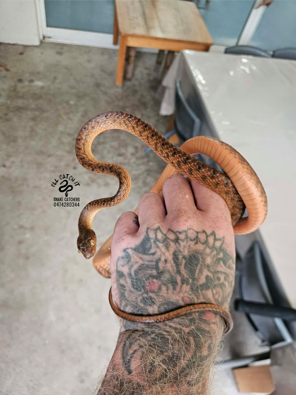 Ill Catch It Snake Catchers | 747 Dulguigan Rd, North Tumbulgum NSW 2490, Australia | Phone: 0474 280 344