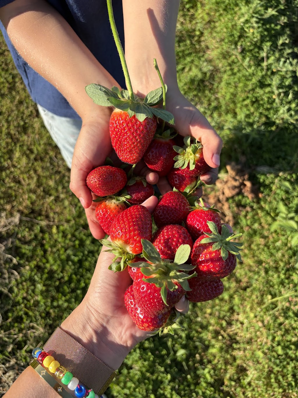 Berry and Blossom Fruit Co | 535 Bells Creek Rd, Bells Creek QLD 4551, Australia | Phone: 0403 467 553