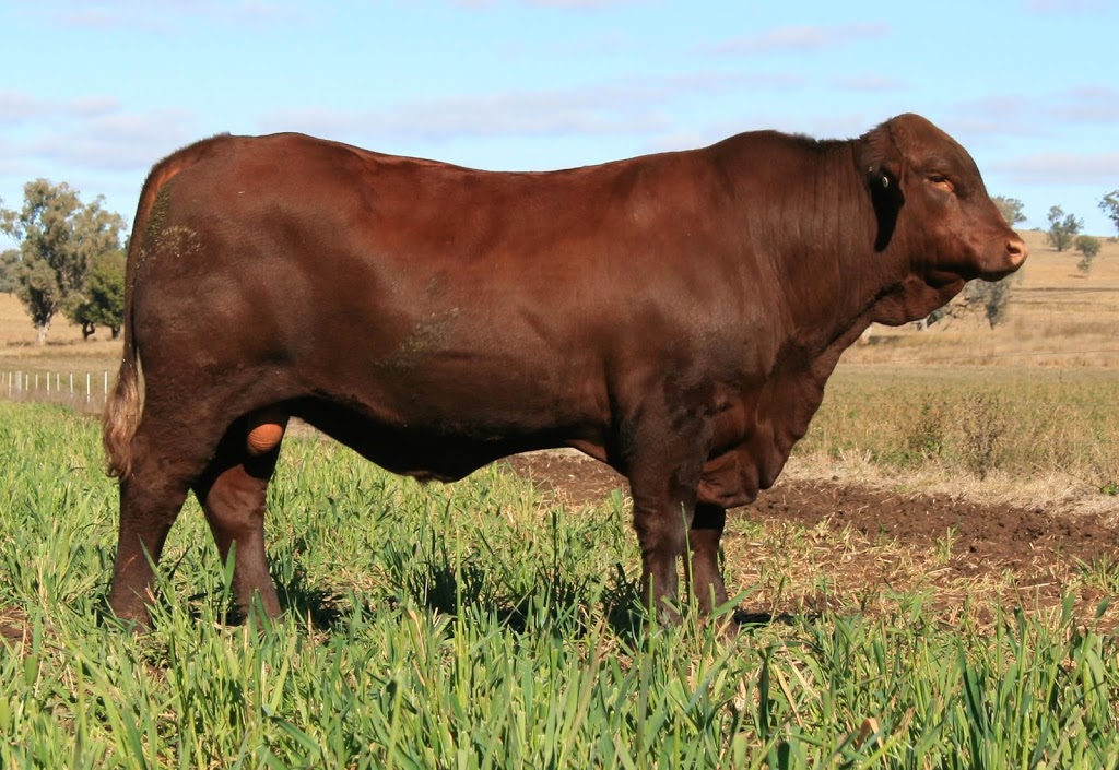 Benelkay Santa Gertrudis Stud | Keechs Rd, Goolhi NSW 2379, Australia | Phone: 0427 435 201