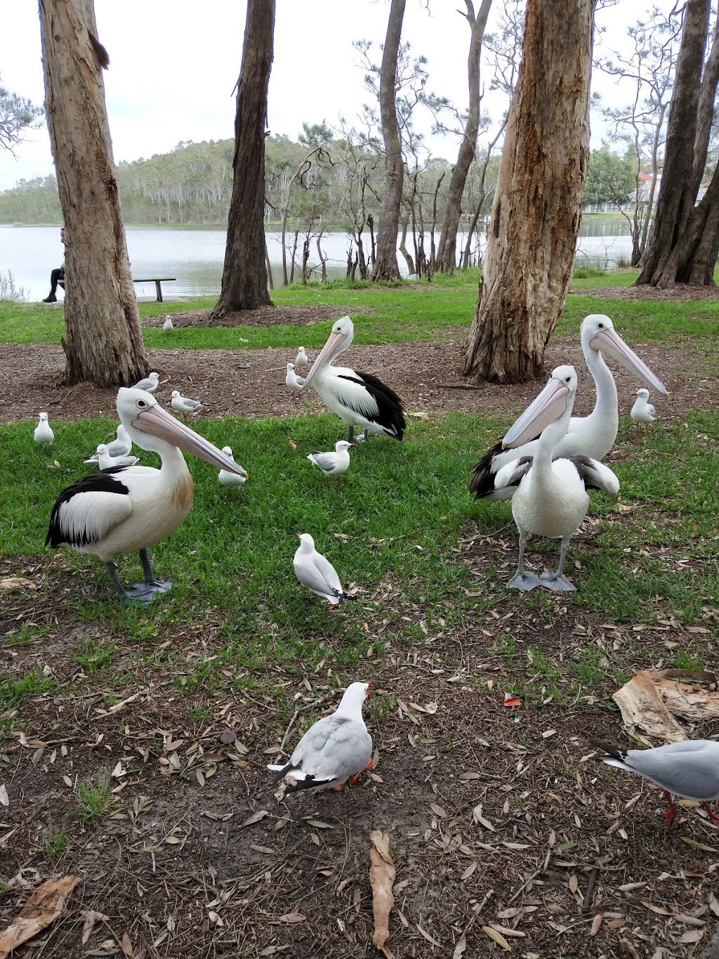 Slade Park | park | Budgewoi NSW 2262, Australia