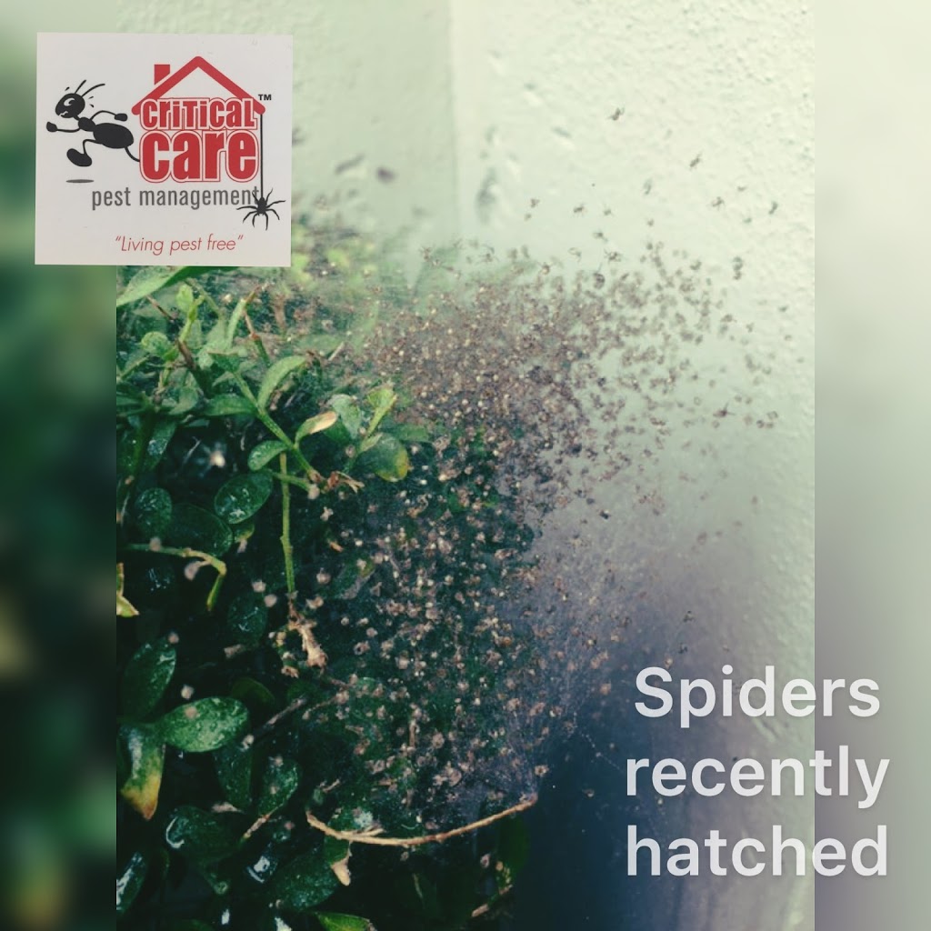 Critical Care Pest Management | home goods store | 12 Crofty St, Albany Creek QLD 4035, Australia | 1300882528 OR +61 1300 882 528