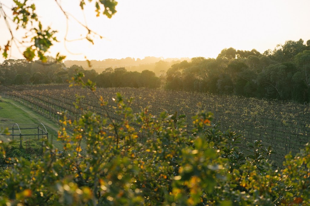 Chirping Bird Wines | 1203 Stumpy Gully Rd, Moorooduc VIC 3933, Australia | Phone: (03) 5978 8554