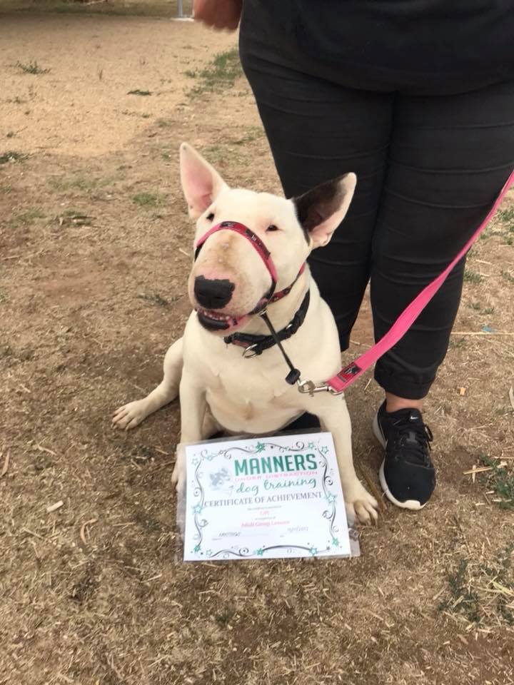 Manners Under Distraction Dog Training Cobram |  | 10 Arramagong St, Barooga NSW 3644, Australia | 0402662879 OR +61 402 662 879