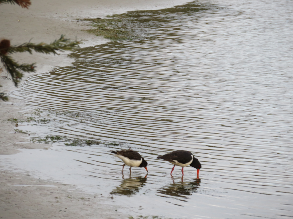 Orford Bird Sanctuary | park | 58 Tasman Hwy, Orford TAS 7190, Australia