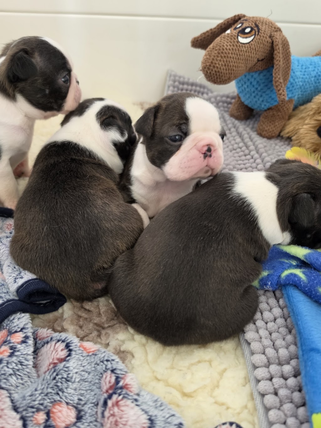 Shebos Boston Terriers | 249 Dalwood Rd, Leconfield NSW 2335, Australia | Phone: 0408 665 537