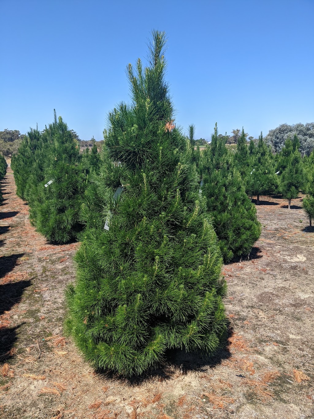 Christmas Trees of Wanneroo | 99 Rousset Rd, Mariginiup WA 6078, Australia | Phone: (08) 9405 1351