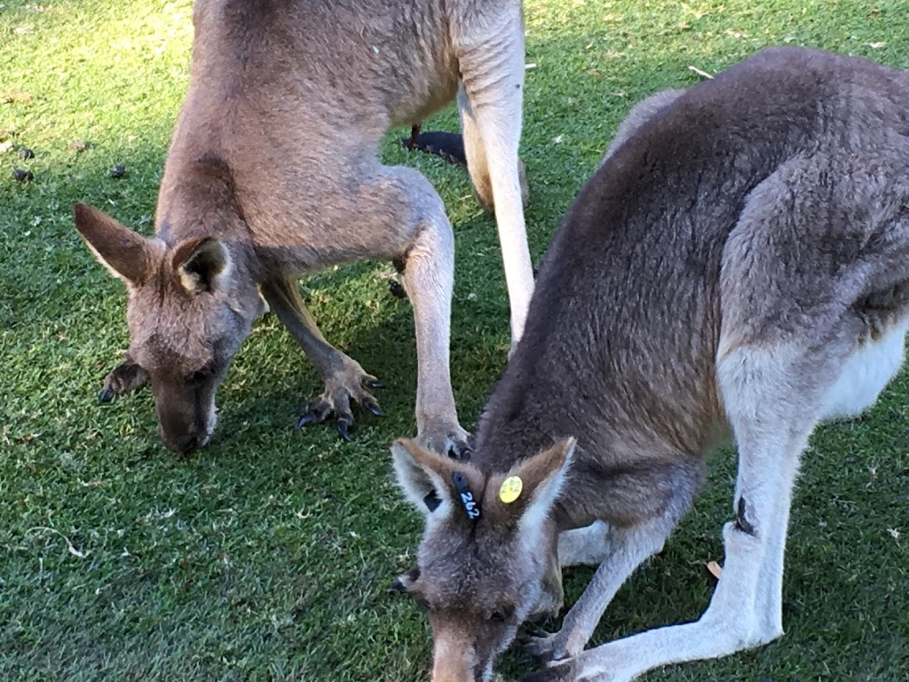 Port Stephens Kangaroo Encounters | park | 57 Dowling St, Nelson Bay NSW 2315, Australia | 0249811132 OR +61 2 4981 1132