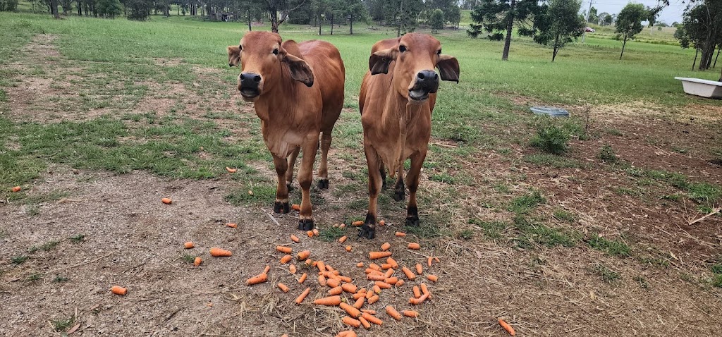 Nandini Gau Shala | Mulgoa Rd, Mulgoa NSW 2745, Australia | Phone: 0430 151 455
