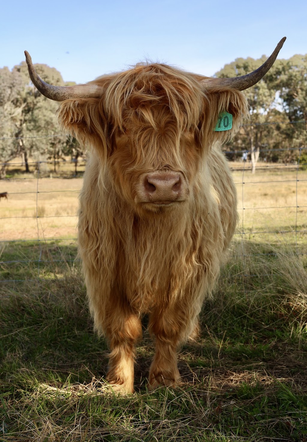 Ivy Hill Highland Cattle | 306 Grabine Rd, Bigga NSW 2583, Australia | Phone: 0487 828 150