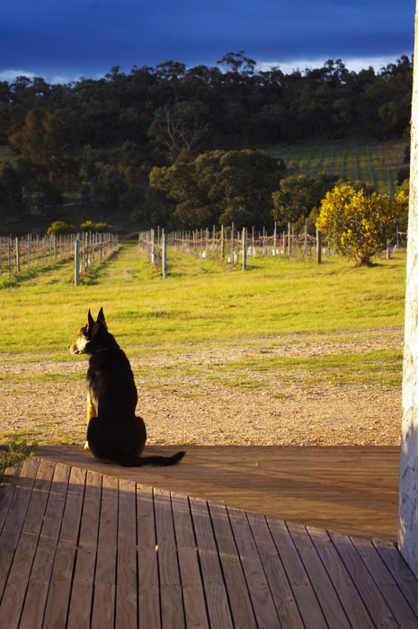 Dogrock Winery | 114 Degraves Rd, Crowlands VIC 3377, Australia | Phone: 0409 280 317