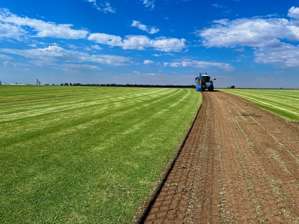 Anco Turf Swan Hill | Woorinen-Vinifera Rd, Woorinen South VIC 3588, Australia | Phone: 1800 010 110