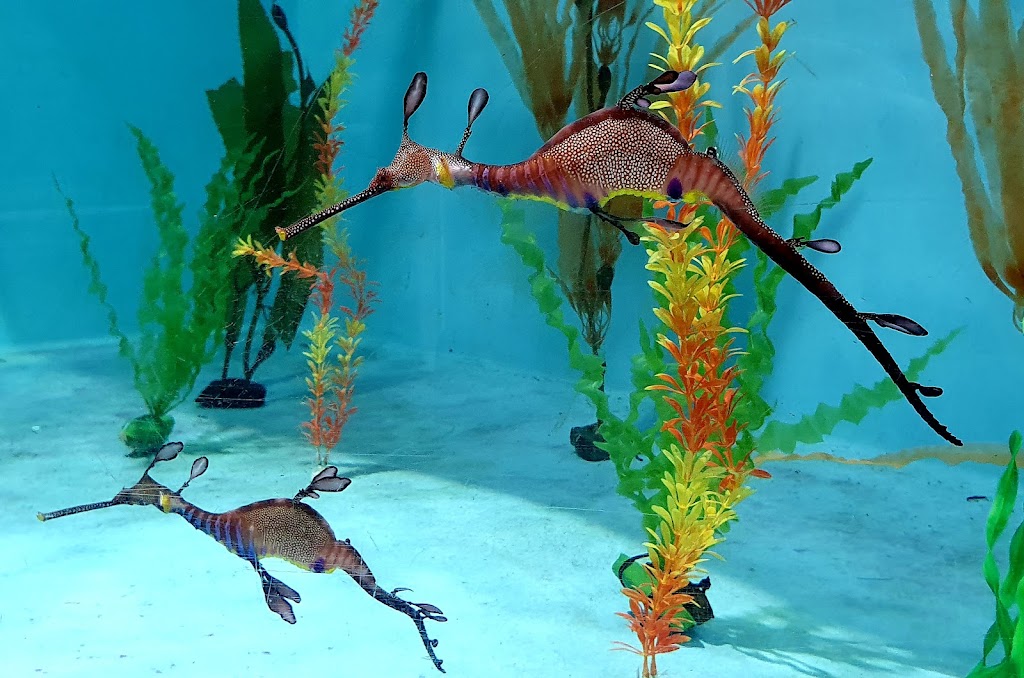 Seahorse World | 200 Flinders St, Beauty Point TAS 7270, Australia | Phone: (03) 6383 4111