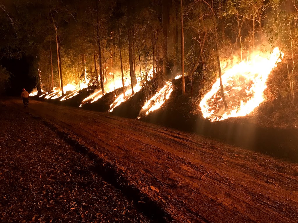 BARRC - Bushland And Rainforest Restoration & Consulting | 8 Pinnacle Pl, Somersby NSW 2250, Australia | Phone: 0414 395 419