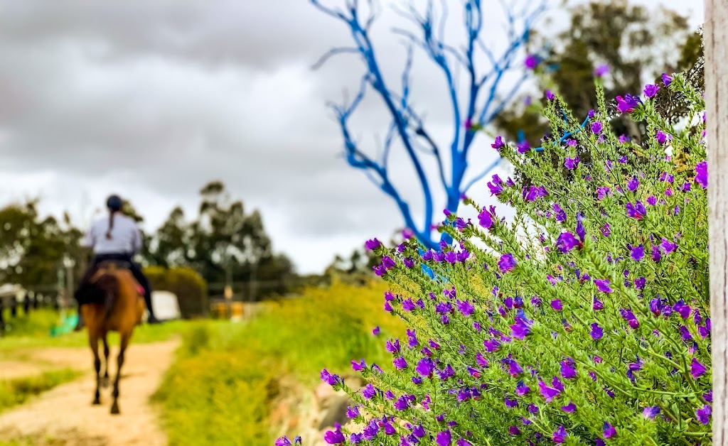 Jarrahdale Equestrian Centre | 162 Jarrahdale Rd, Jarrahdale WA 6124, Australia | Phone: 0427 255 291